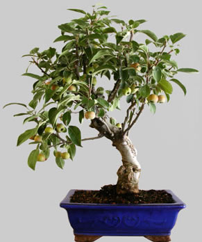 MALUS Hybride 25 ans age