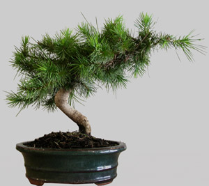 PINUS Pentaphylla 