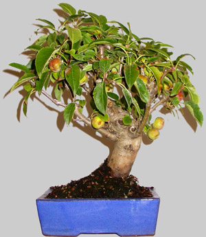 MALUS Hybride 13 ans age