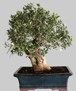 OLEA Europ&eacute;a 28 ans age