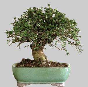 COTONEASTER Horizontalis 13 ans d'&acirc;ge