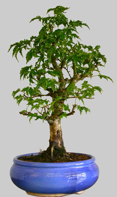 ACER Palmatum Shishigashira 28 ans d'age