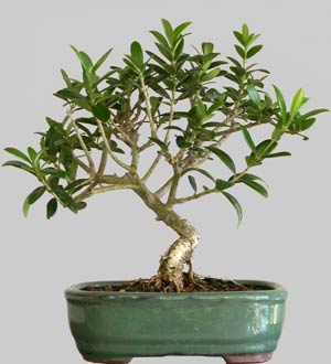 OL&Eacute;A Europ&eacute;a 7 ans d'age