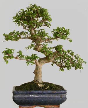 ULMUS Parvifolia 11 ans