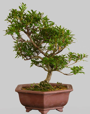 Rhododendron Lat�ritium 14 ans d'age