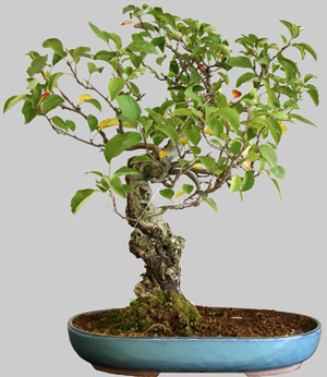 MALUS hybride 29 ans d'age