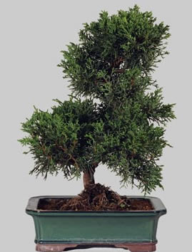 JUNIPERUS Chinensis 15 ans d'age