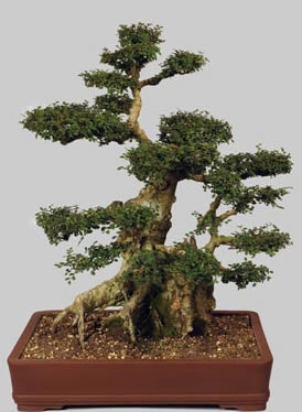 ULMUS Parvifolia 58 ans