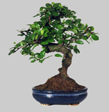 CARMONA Macrophylla 5 ans