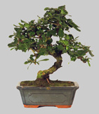 CARMONA Macrophylla 9 ans