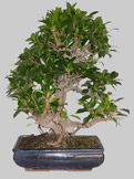 FICUS R&eacute;tusa 34 ans