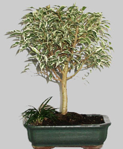 FICUS Hawa&iuml;  15 ans