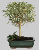 FICUS Hawa&iuml; 15 ans