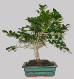 MURRAYA Paniculata 11 ans