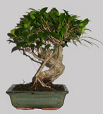 FICUS R&eacute;tusa 9 ans