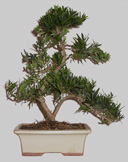 PODOCARPUS Microphylla 16 ans