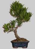 PODOCARPUS Microphylla 10 ans