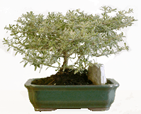 SYSIGIUM Cauliflora 38 ans