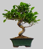 FICUS Rétusa 5 ans