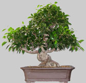 FICUS Rétusa 40 ans