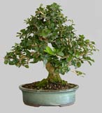 BLACHIA Spéciosa 21 ans