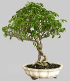 BOUGAINVILLEA Glabra 15 ans