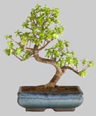 PORTULACARIA Afra 16 ans