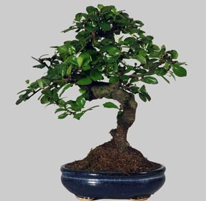 CARMONA Macrophylla 5 ans