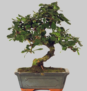 CARMONA Macrophylla  9 ans d'age