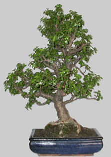 PORTULACARIA Afra 29 ans