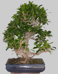 FICUS R&eacute;tusa 34 ans d'age
