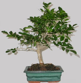 MURRAYA Paniculata 11 ans d'age