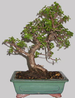 PORTULACARIA Afra 13 ans