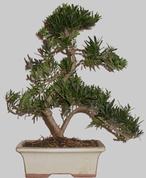 PODOCARPUS Microphylla 10 ans