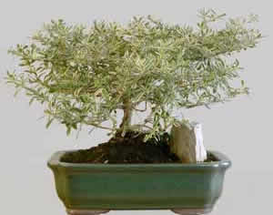 COPROSMA Sinensis 10 ans