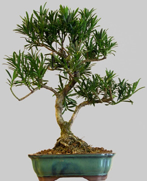 PODOCARPUS Microphylla 10 ans