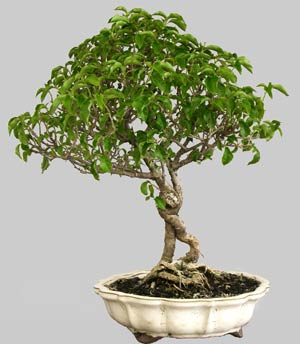 BOUGAINVILLEA Glabra 15 ans d'age