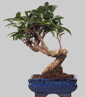 FICUS R&eacute;tusa 5 ans d'age