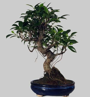 FICUS R&eacute;tusa 6 ans d'age