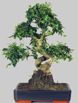 LIGUSTRUM Chinensis 13 ans d'age