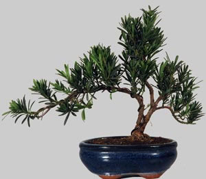 PODOCARPUS Microphylla 9 ans d'age