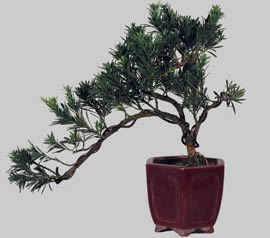PODOCARPUS Microphylla 15 ans