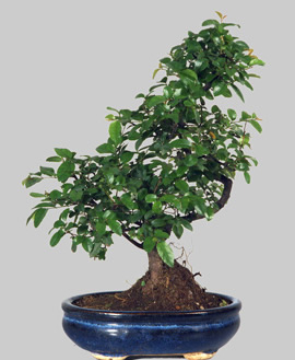 SAGERETIA Theezans 6 ans d'age