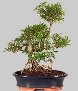 SERISSA Japonica 13 ans d'age
