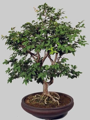 SYZYGUIUM Cauliflora 42 ans