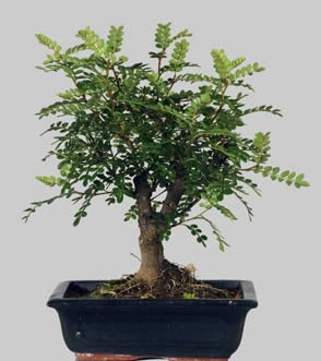 ZANTOXYLLUM Pip&eacute;ritum Odoru 9 ans d'age