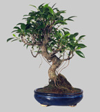 FICUS Rétusa 6 ans