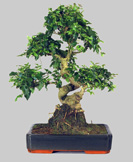 LIGUSTRUM Chinensis 13 ans