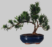 PODOCARPUS Microphylla 10 ans
