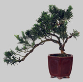 PDOCARPUS Microphylla 15 ans